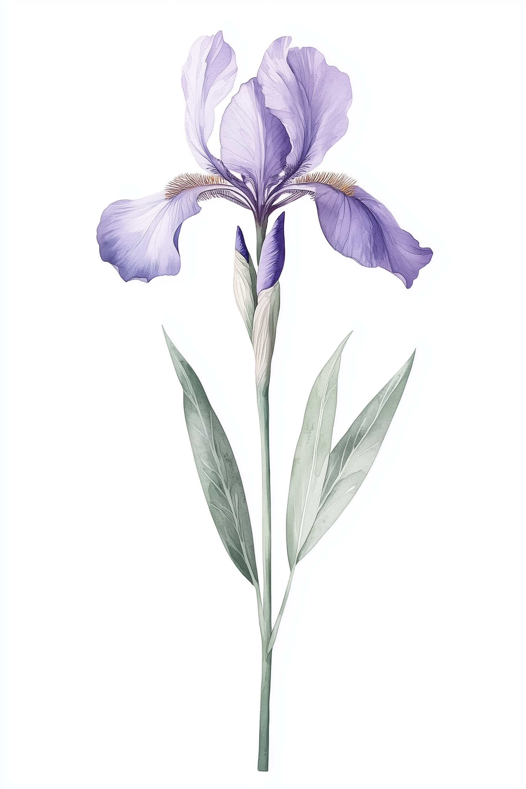 Lavender Iris