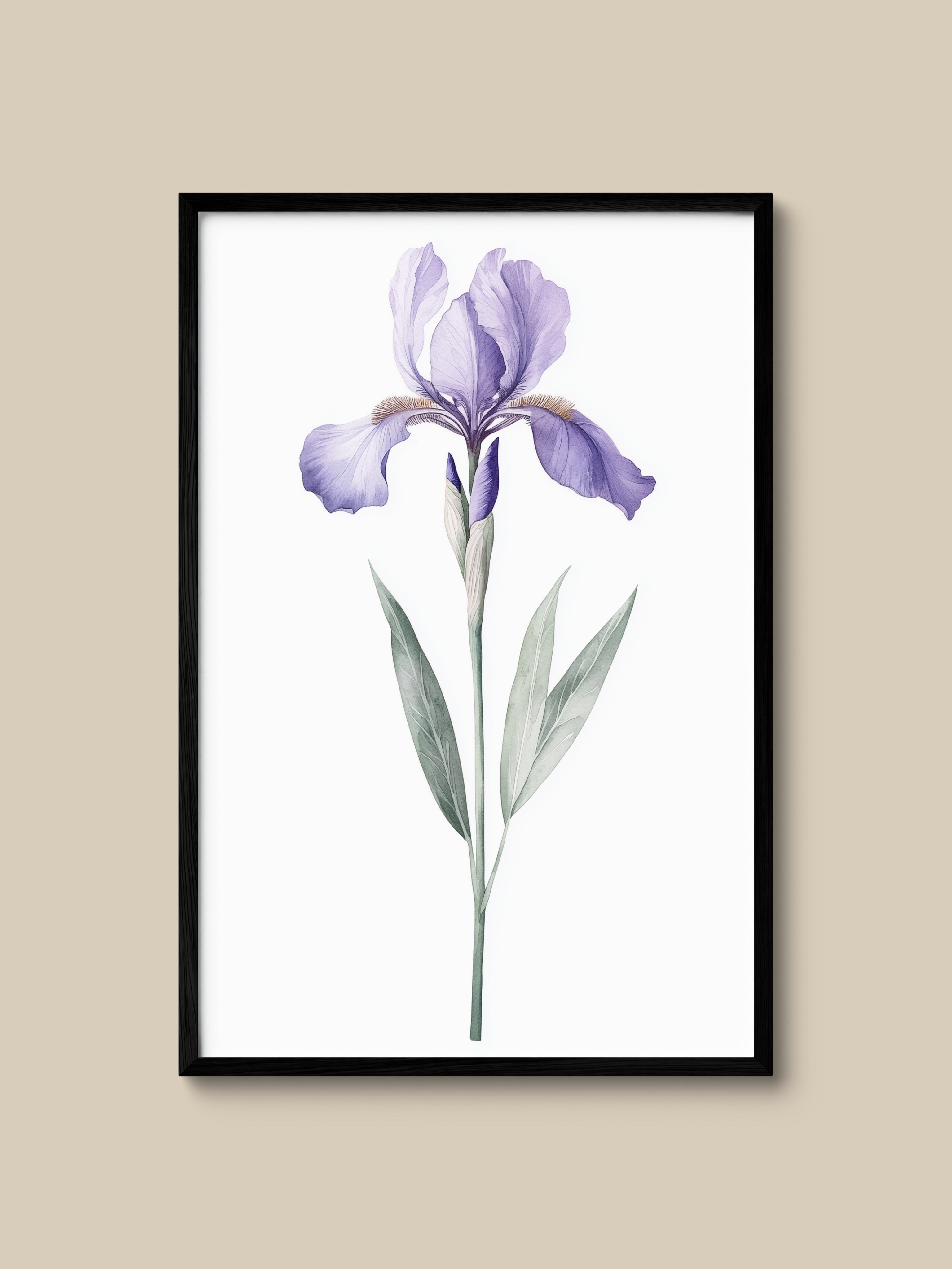 Lavender Iris