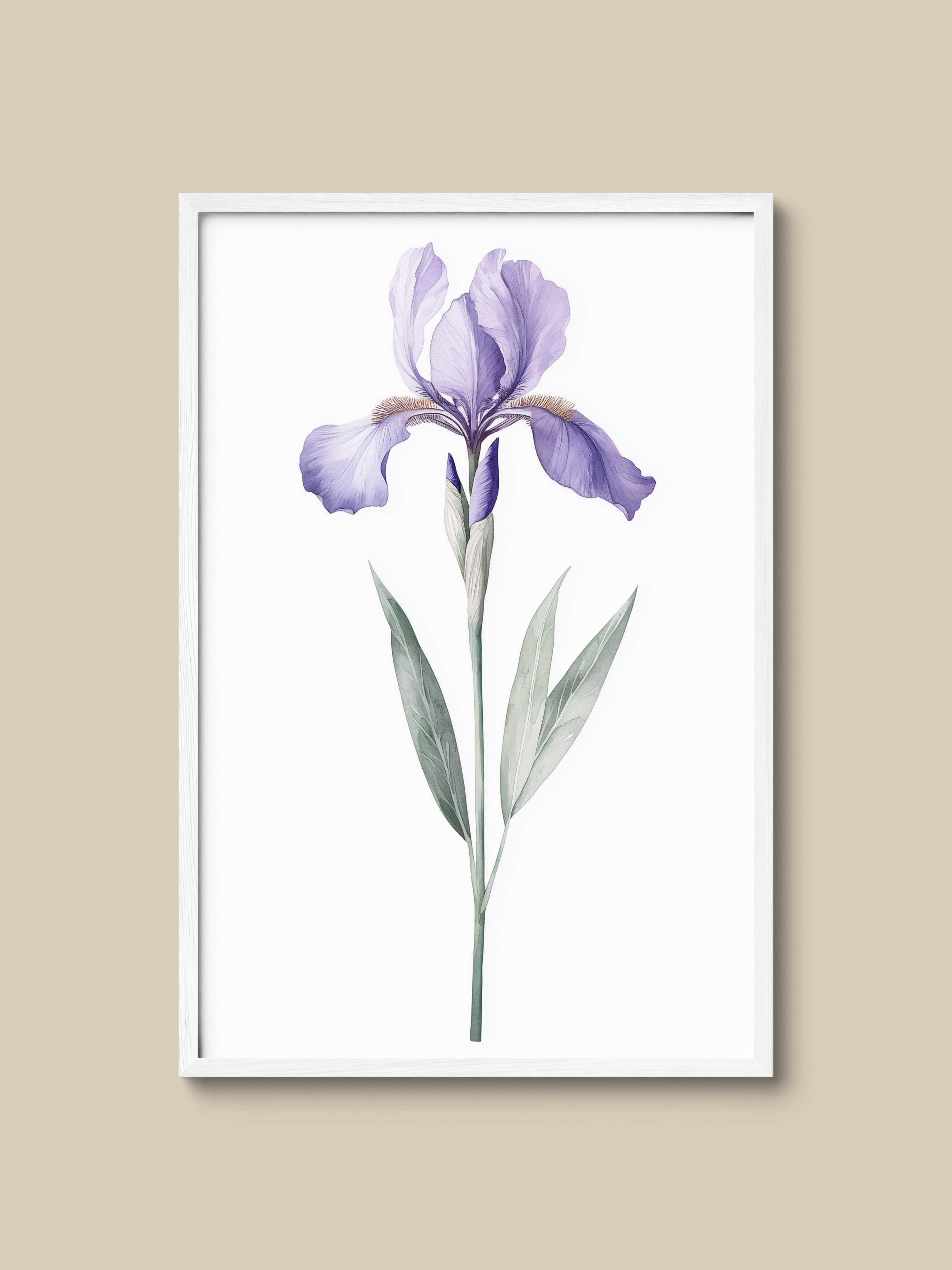 Lavender Iris