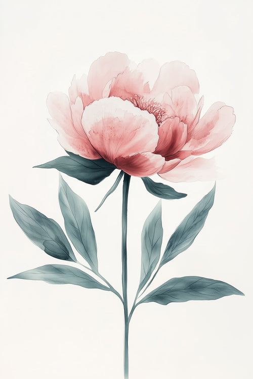 Pink Peony Bloom