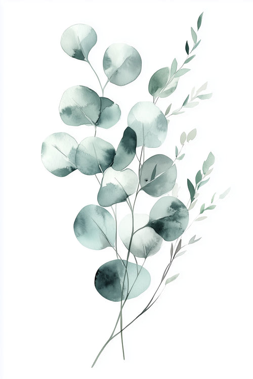 Silver Eucalyptus