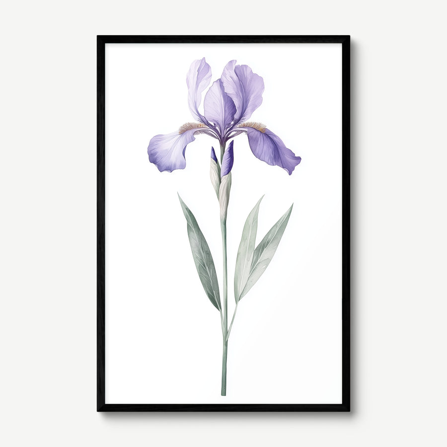 Lavender Iris art print in a black frame