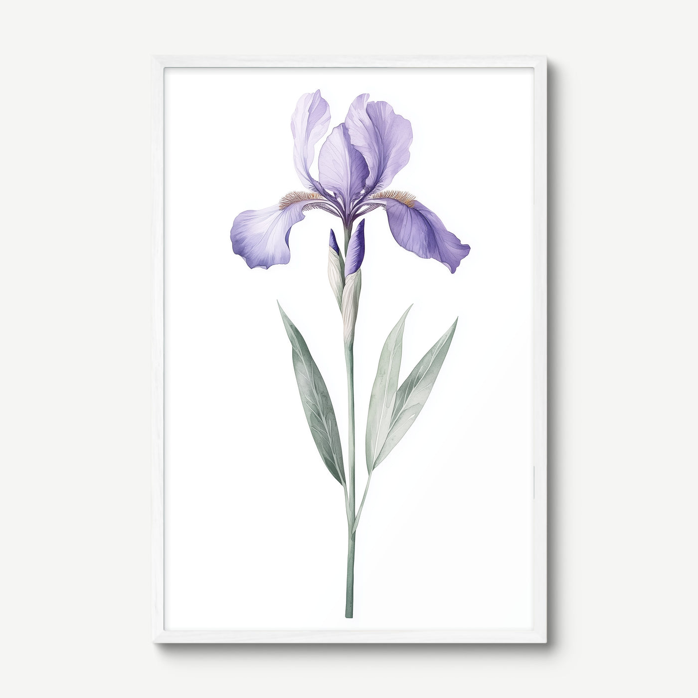 Lavender Iris art print in a white frame