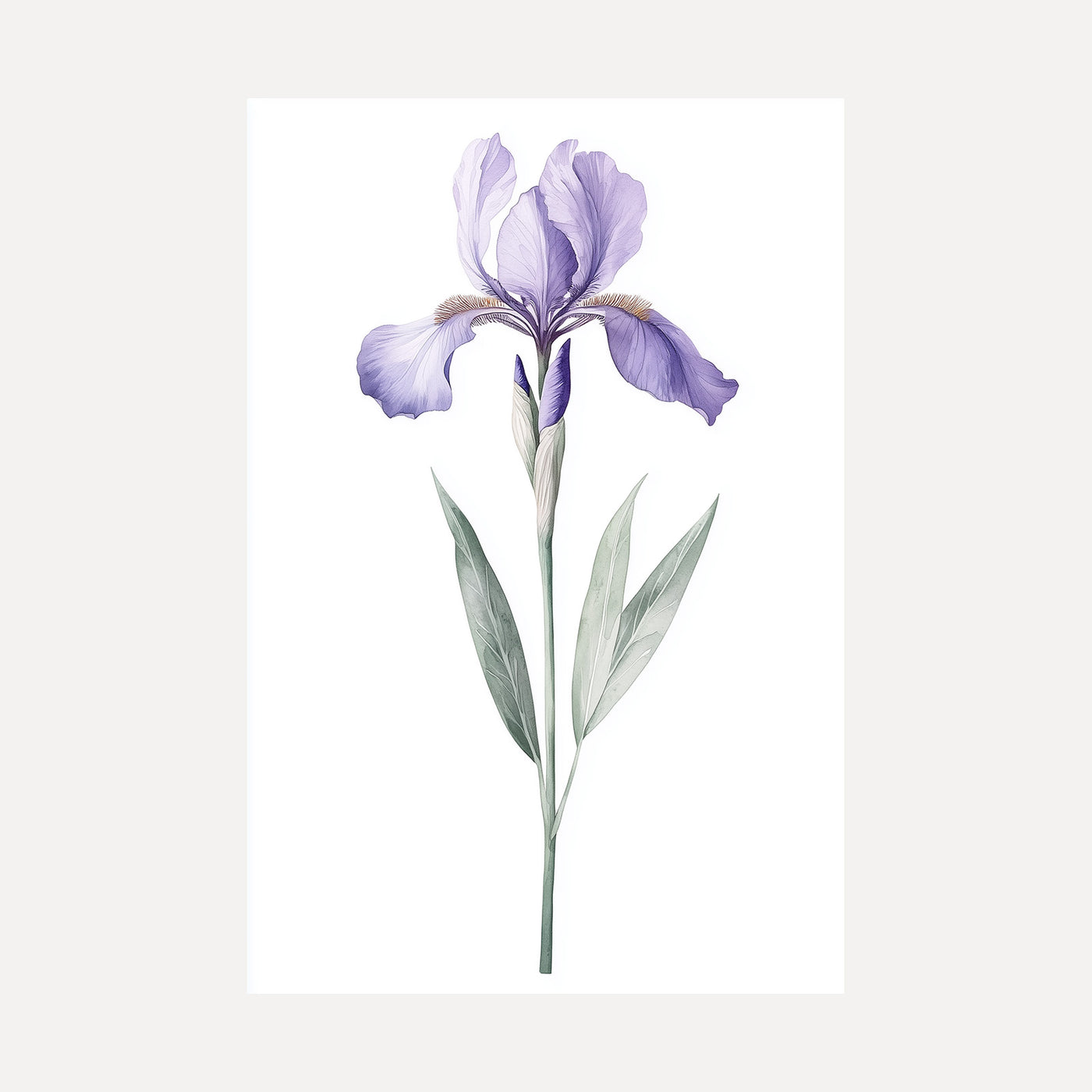 Lavender Iris unframed art print